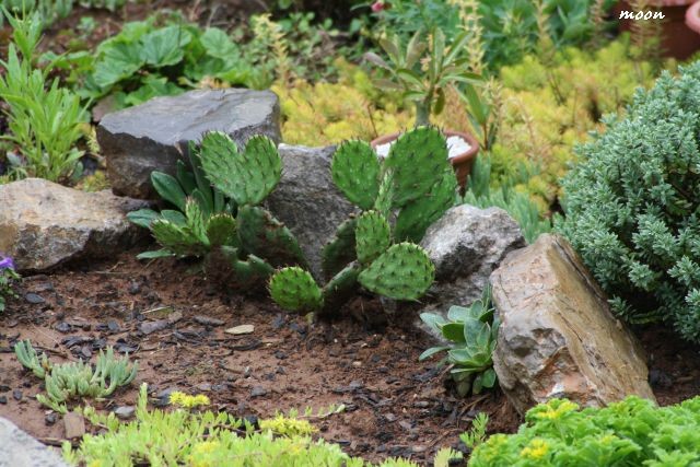 Opuntia compresa i Lewisia